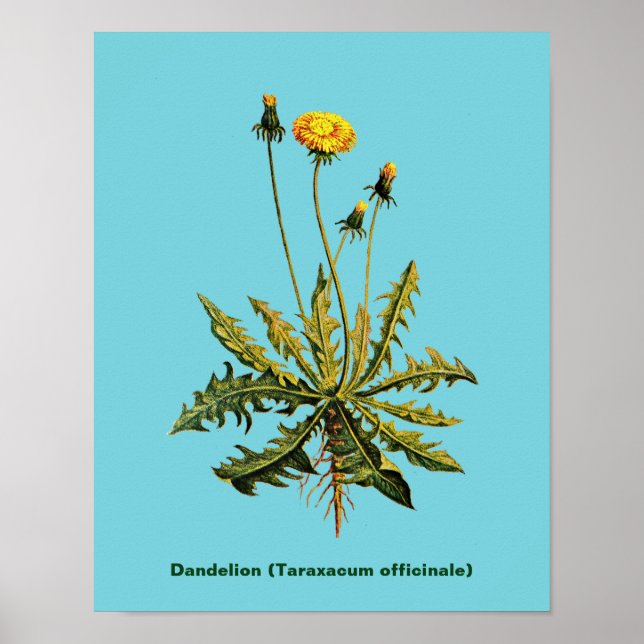 Dandelion Poster (Framsidan)