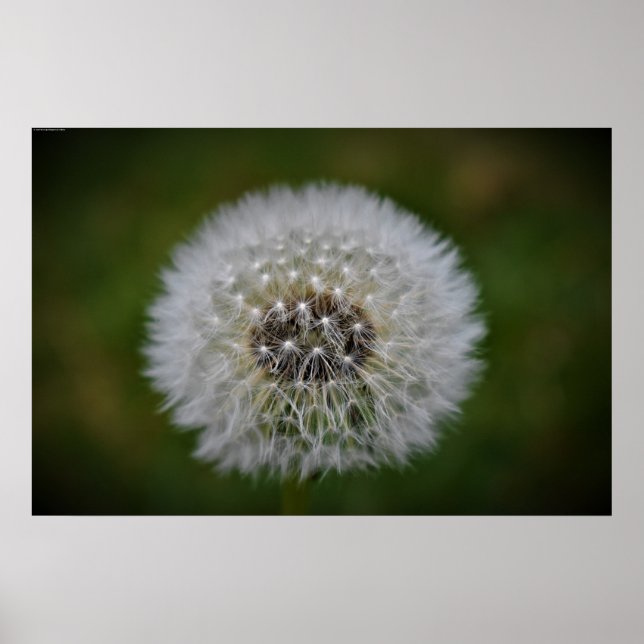 Dandelion Poster (Framsidan)