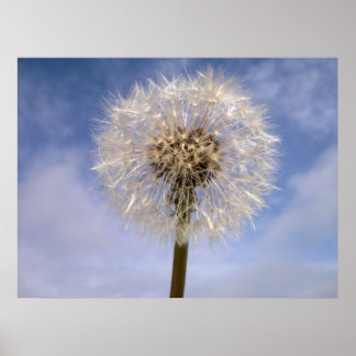Dandelion Poster