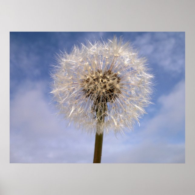Dandelion Poster (Framsidan)