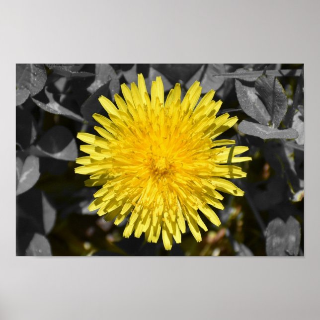 Dandelion Poster (Framsidan)