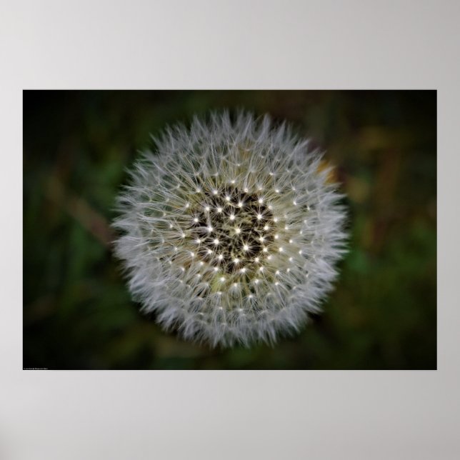 Dandelion Poster (Framsidan)