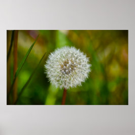 Dandelion Poster