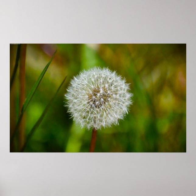 Dandelion Poster (Framsidan)