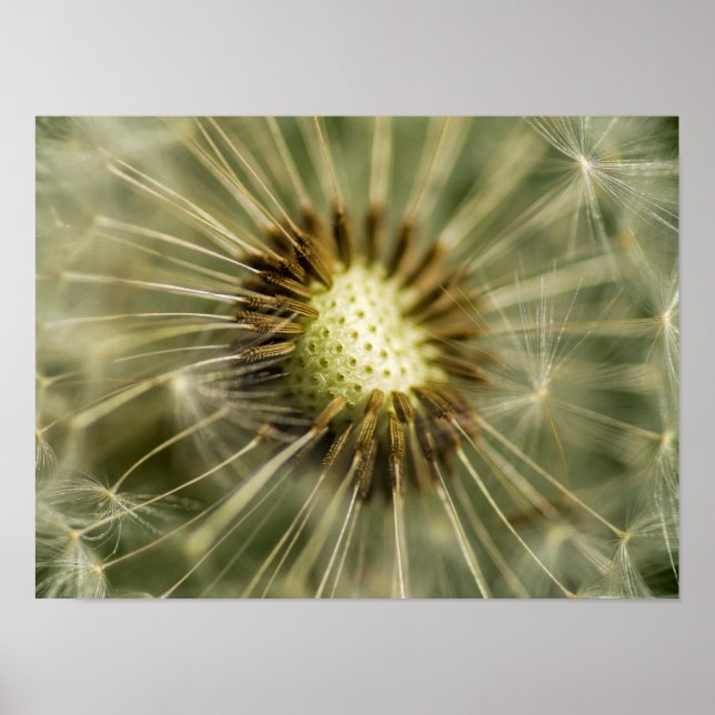 Dandelion Poster (Framsidan)