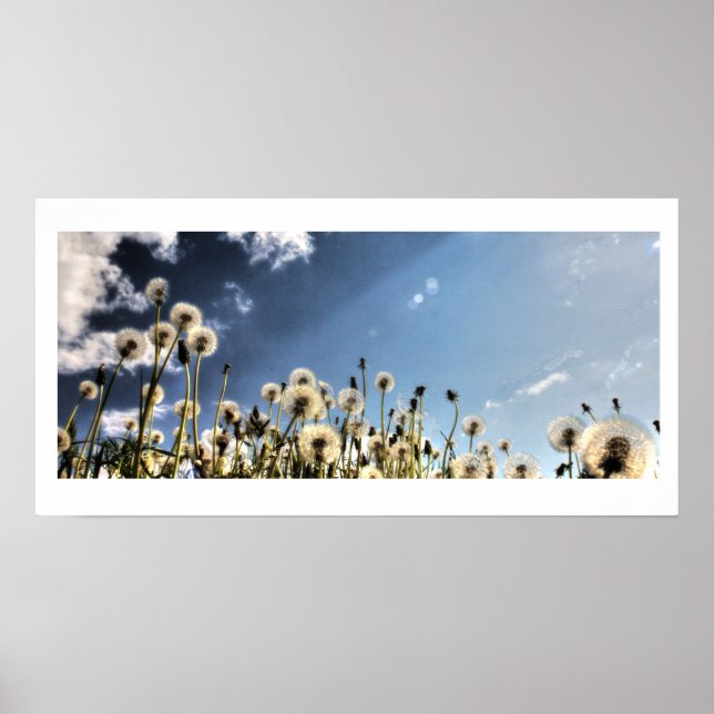 Dandelion Poster (Framsidan)