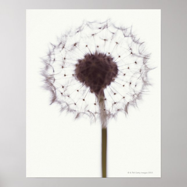 Dandelion Poster (Framsidan)