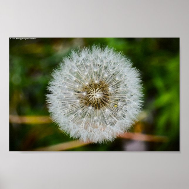 Dandelion Poster (Framsidan)