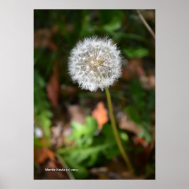 Dandelion Poster