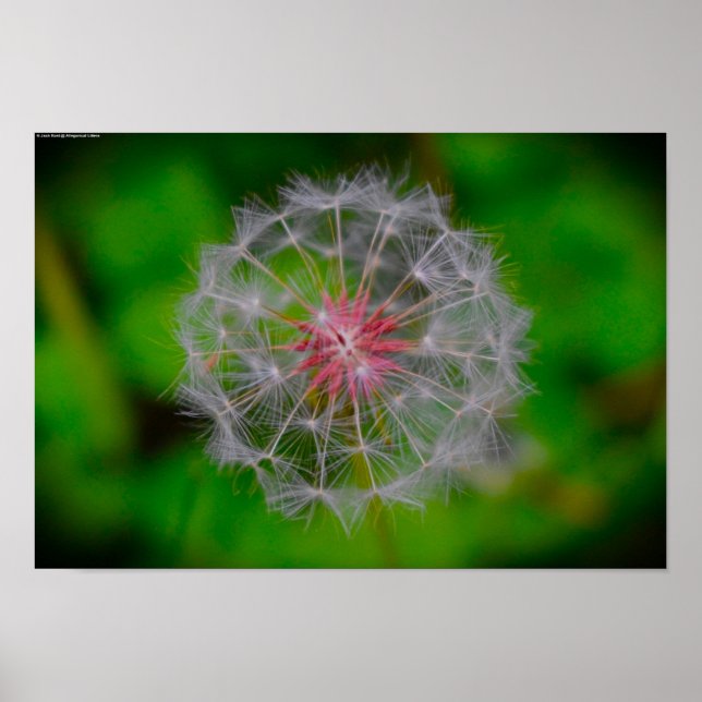 Dandelion Poster (Framsidan)