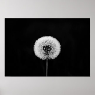 Dandelion Print Poster