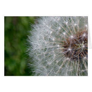 Dandelion Puff Hälsningskort
