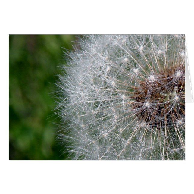 Dandelion Puff Hälsningskort (Framsidan Horizontal)