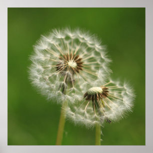 Dandelion Puff Skriv ut Poster