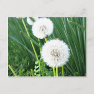 Dandelion Puff Vykort