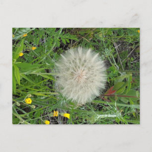 Dandelion Puff Vykort