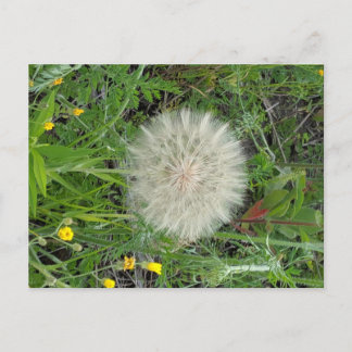 Dandelion Puff Vykort
