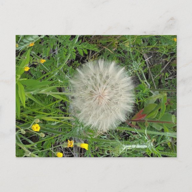 Dandelion Puff Vykort (Framsida)