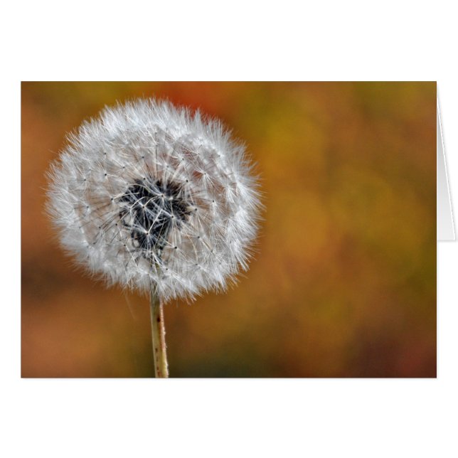 Dandelion Seed Head Hälsningskort (Framsidan Horizontal)