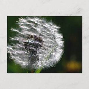 Dandelion Seed Head - Postcard Vykort