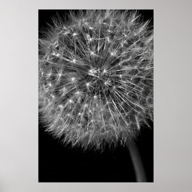 Dandelion Seed Head Poster (Framsidan)