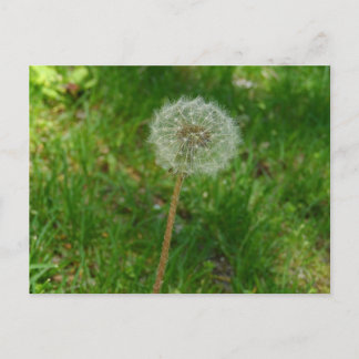 Dandelion Seed Puff-vykort Vykort