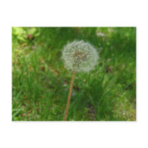 Dandelion Seed Puff-vykort