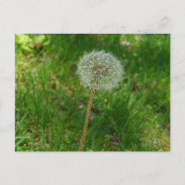 Dandelion Seed Puff-vykort Vykort