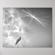 Dandelion Seed with WaterDrop Photography Wall Art