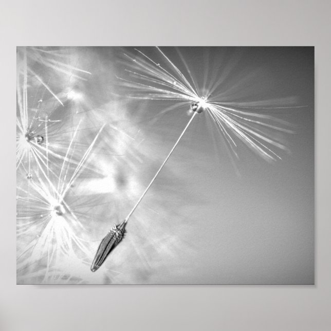 Dandelion Seed with WaterDrop Photography Wall Art Poster (Framsidan)