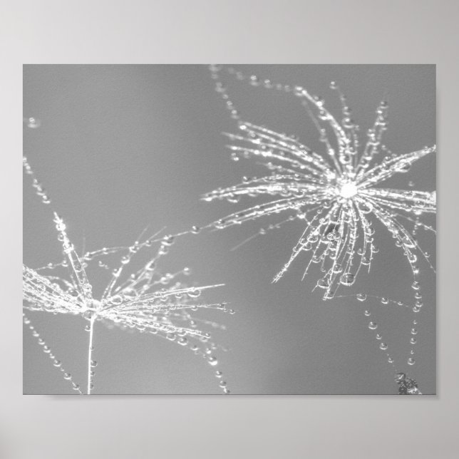 Dandelion Seed with WaterDrop Wall Art 3 Poster (Framsidan)