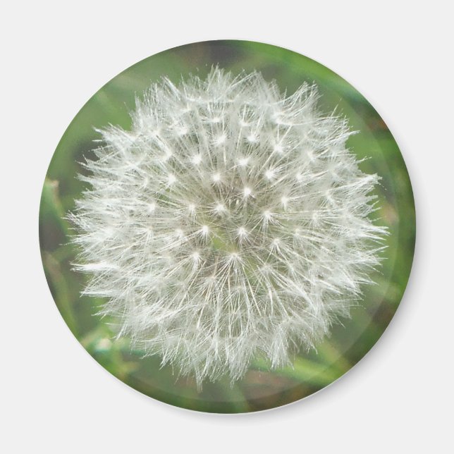 Dandelion Seedhead Magnet (Framsidan)