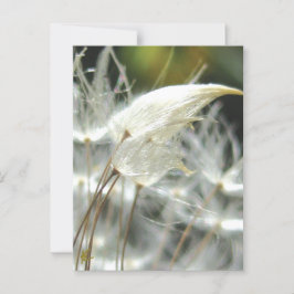 Dandelion Seeds Embrace Sensuell natur Vykort