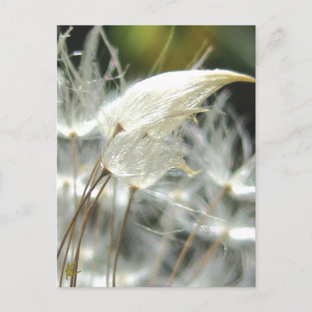 Dandelion Seeds Embrace Sensuell natur Vykort (Framsida)