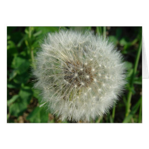 Dandelion Seeds Hälsningskort