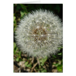Dandelion Seeds Hälsningskort