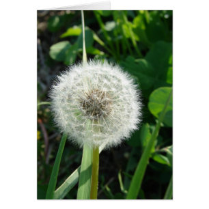 Dandelion Seeds Hälsningskort