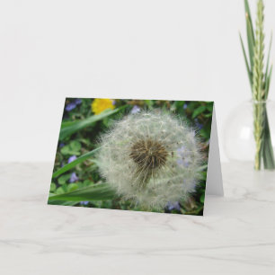 Dandelion Seeds Kort