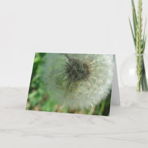 Dandelion Seeds Kort