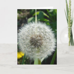 Dandelion Seeds Kort