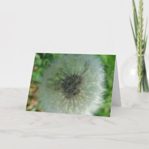 Dandelion Seeds Kort