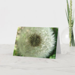 Dandelion Seeds Kort