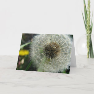Dandelion Seeds Kort
