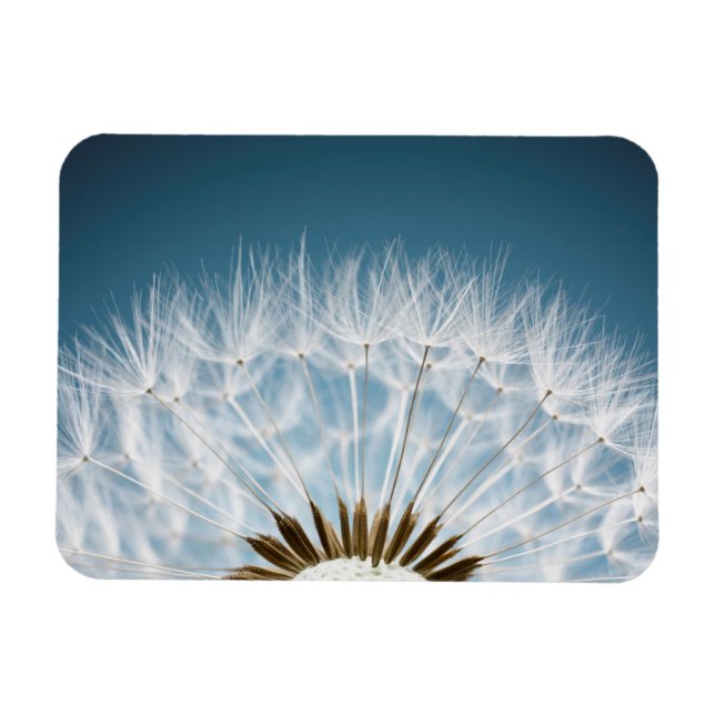 Dandelion Seeds Magnet (Horisontell)