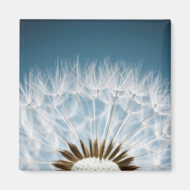 Dandelion Seeds Magnet (Framsidan)