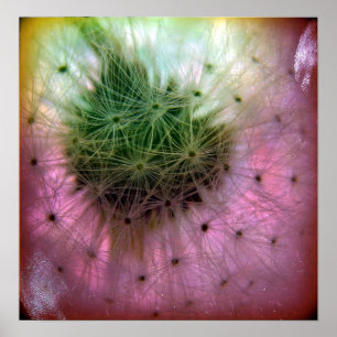 Dandelion Seeds Poster