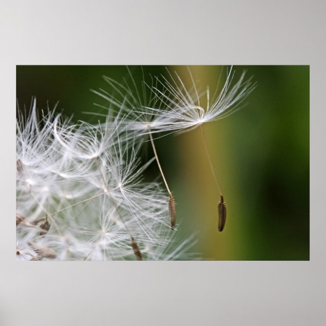 Dandelion Seeds Poster (Framsidan)