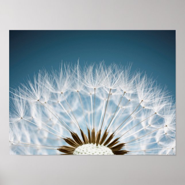 Dandelion Seeds Poster (Framsidan)