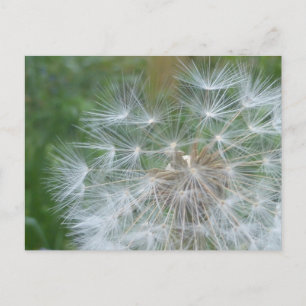 Dandelion Seeds Stäng DIY-vykort Helg Vykort
