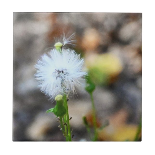 Dandelion Seeds Tile Kakelplatta (Framsidan)